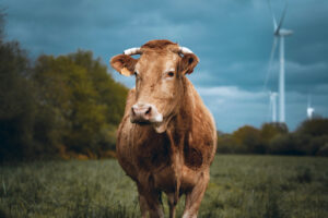 France cow