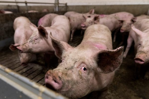 Netherlands farm pigs