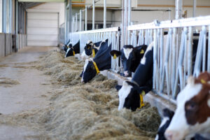 Netherlands dairy cows